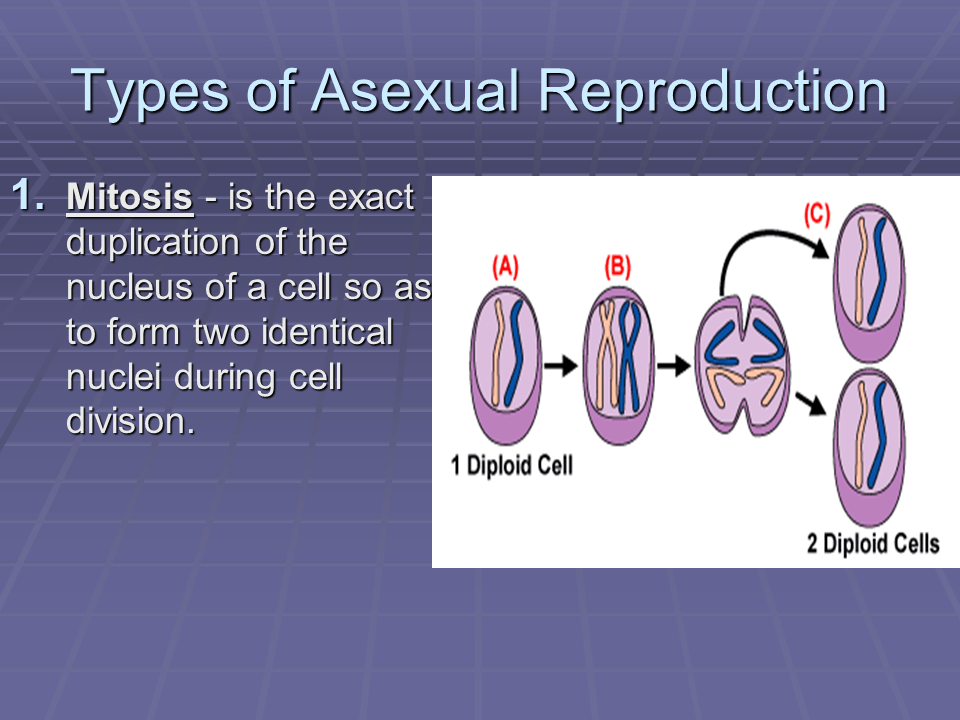 Explain Five Forms Of Asexual Reproduction at Melissa Glass blog