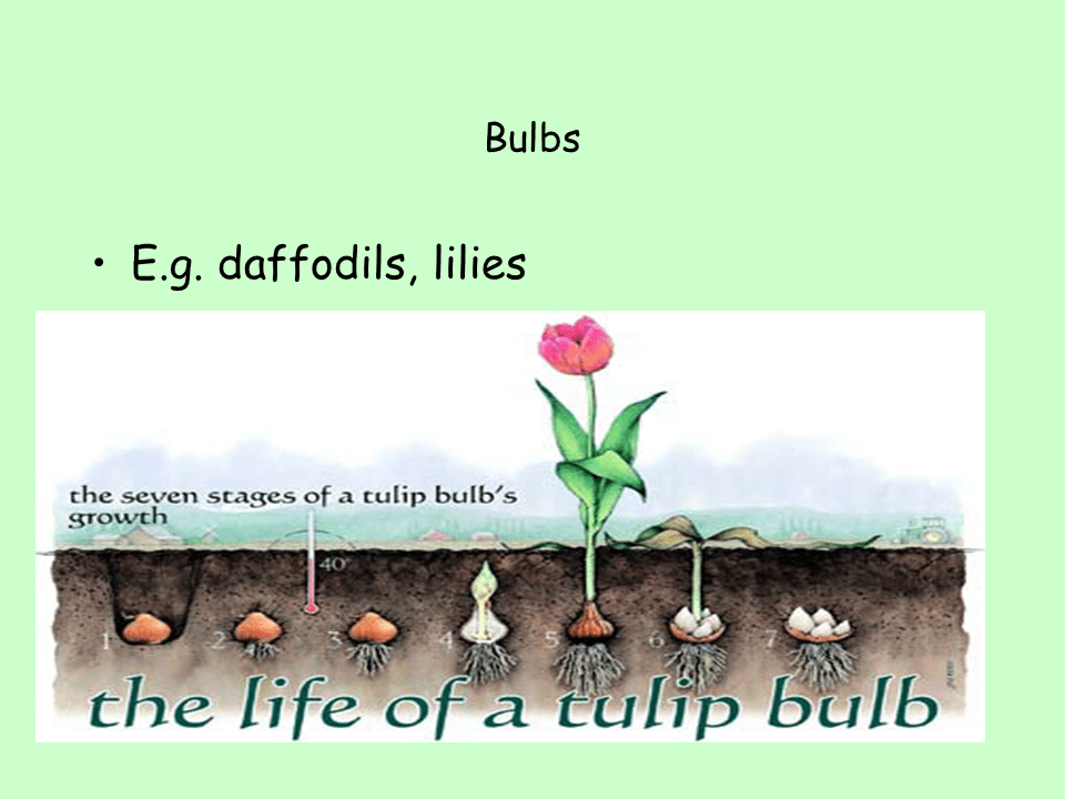 Asexual Reproduction Presentation Biology
