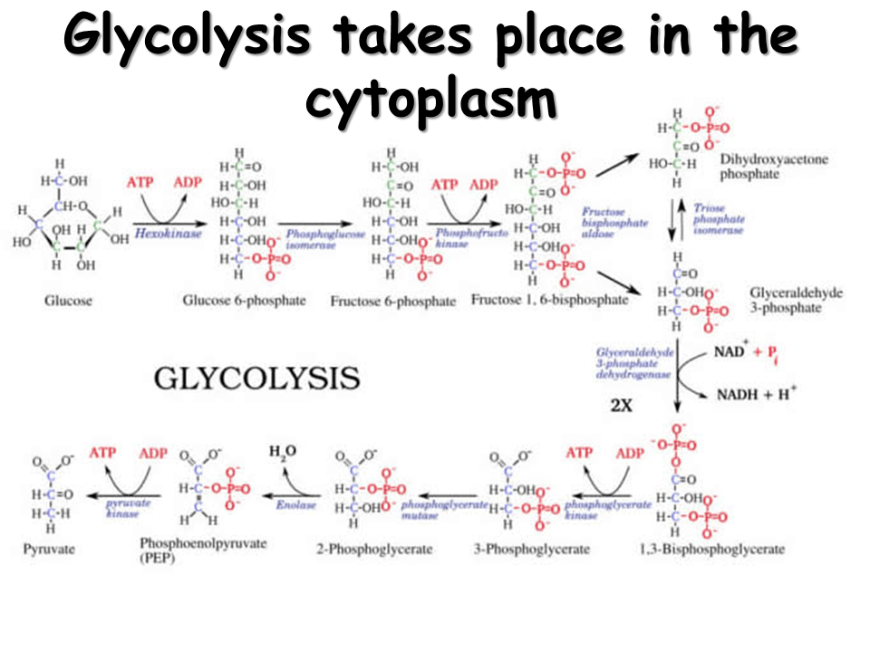 Cellular Respiration Presentation Biology