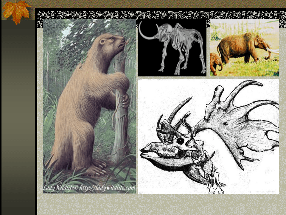 Cuvier Presentation Presentation Biology