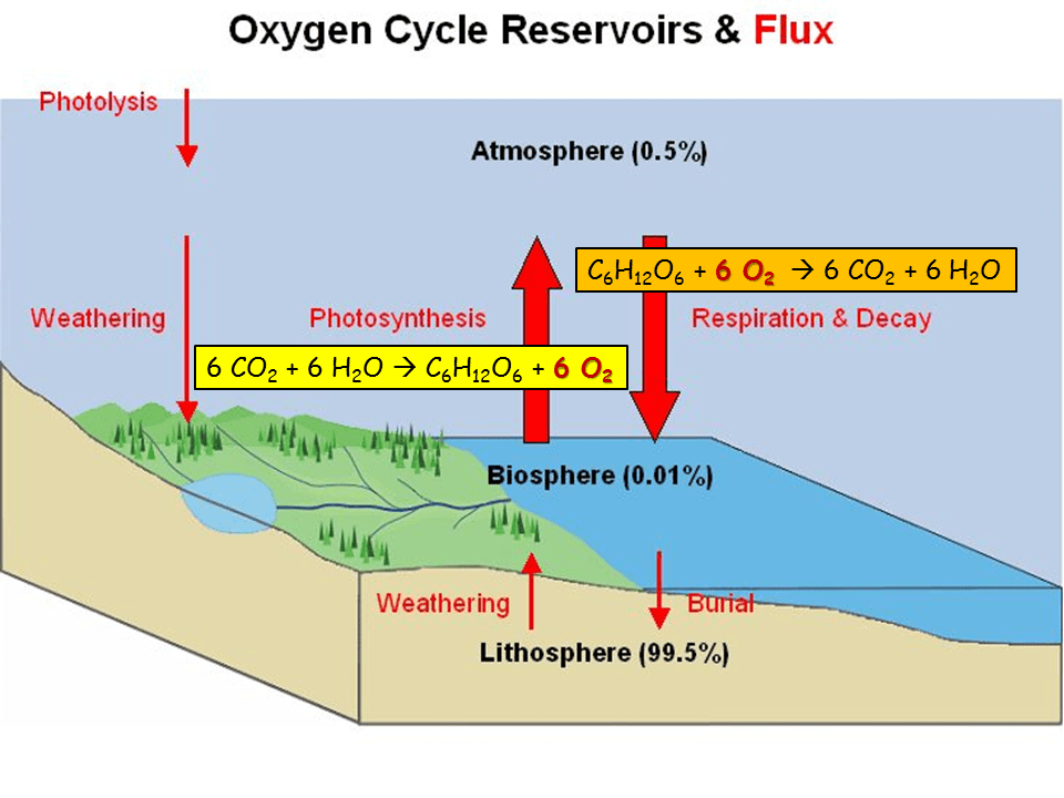 Cycles. Water, Carbon, Nitrogen, Oxygen and Phosphorus Presentation Biology