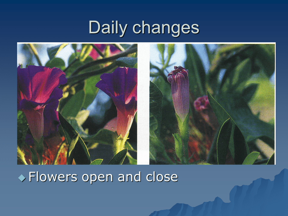Daily and seasonal changes Presentation Biology