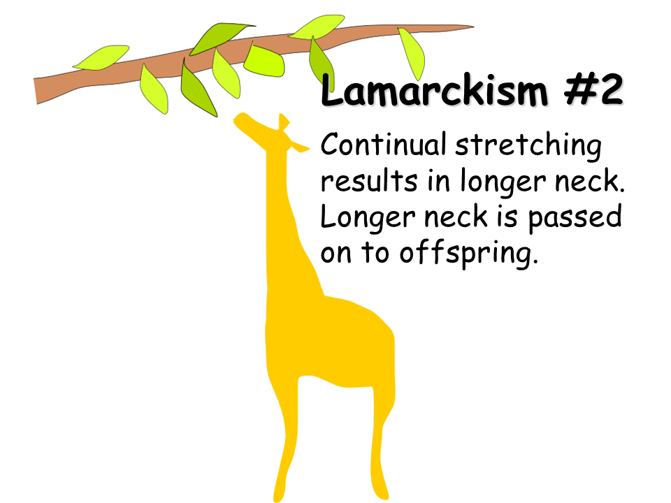 Darwin and Lamarck Presentation Biology