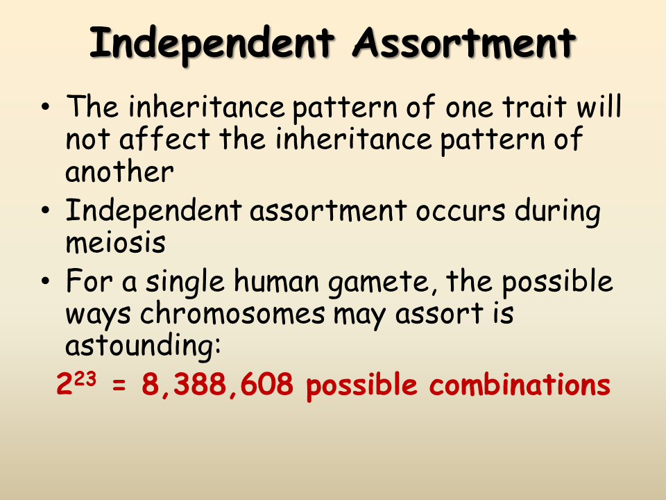 Dihybrid Crosses Presentation Biology