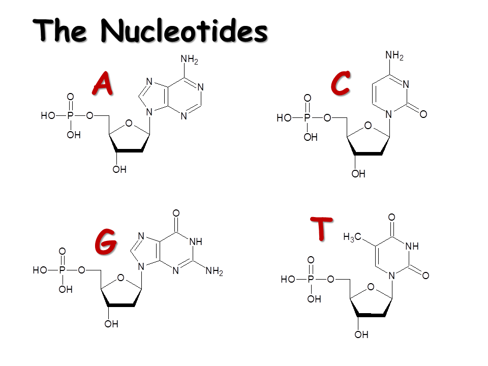 DNA. Structure and Replication Presentation Biology
