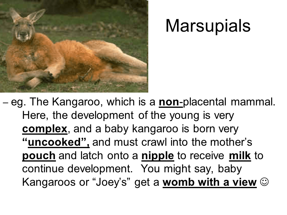 Emergence of the animal kingdom Presentation Biology