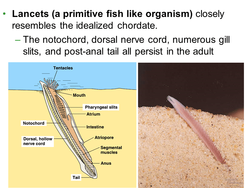Emergence of the animal kingdom Presentation Biology