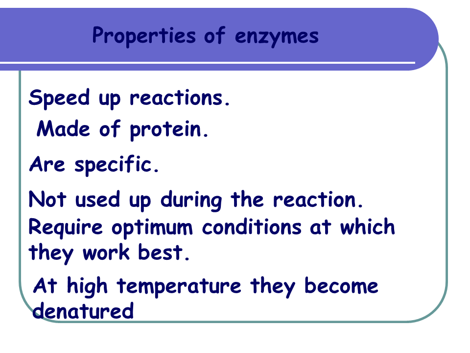 Enzymes 2 Presentation Biology