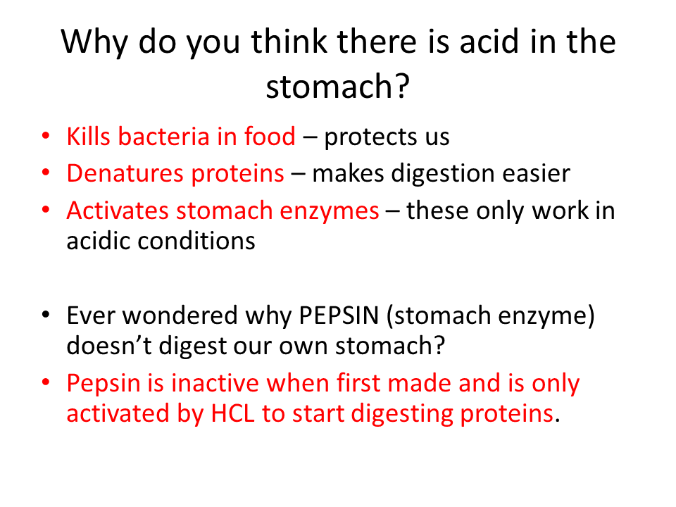 Enzymes and digestion Presentation Biology