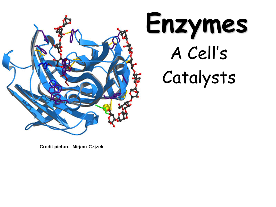 Enzymes. A Cell's Catalysts Presentation Biology