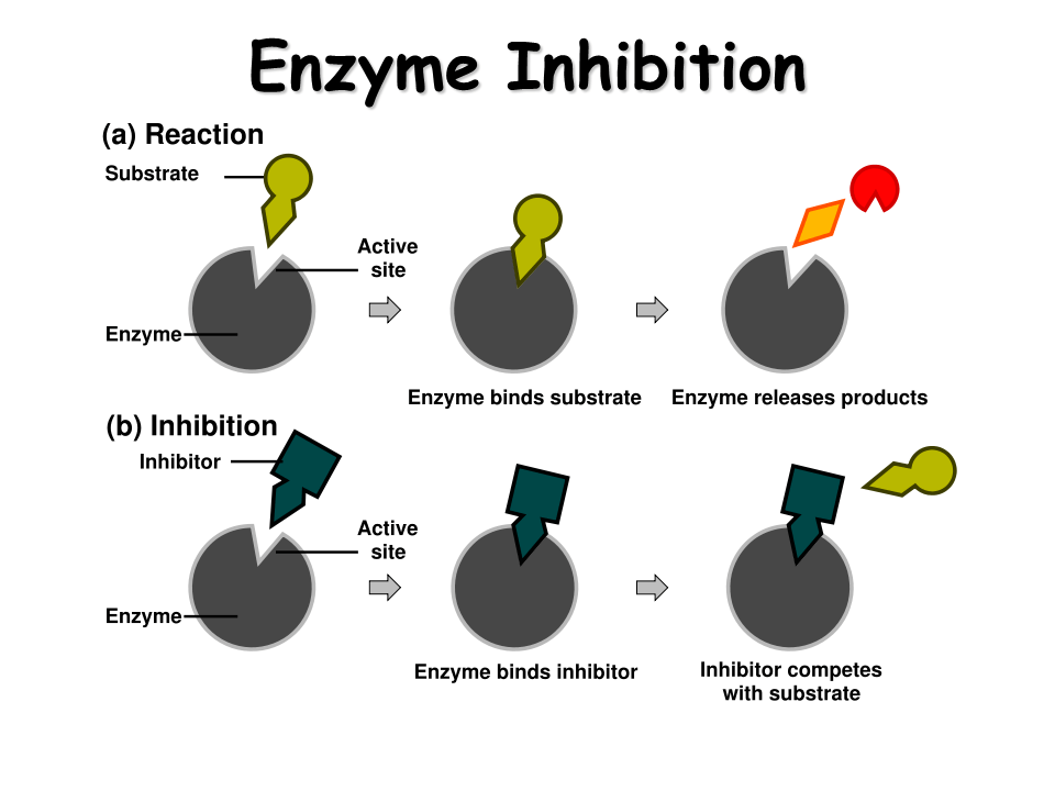 Enzymes. A Cell's Catalysts Presentation Biology