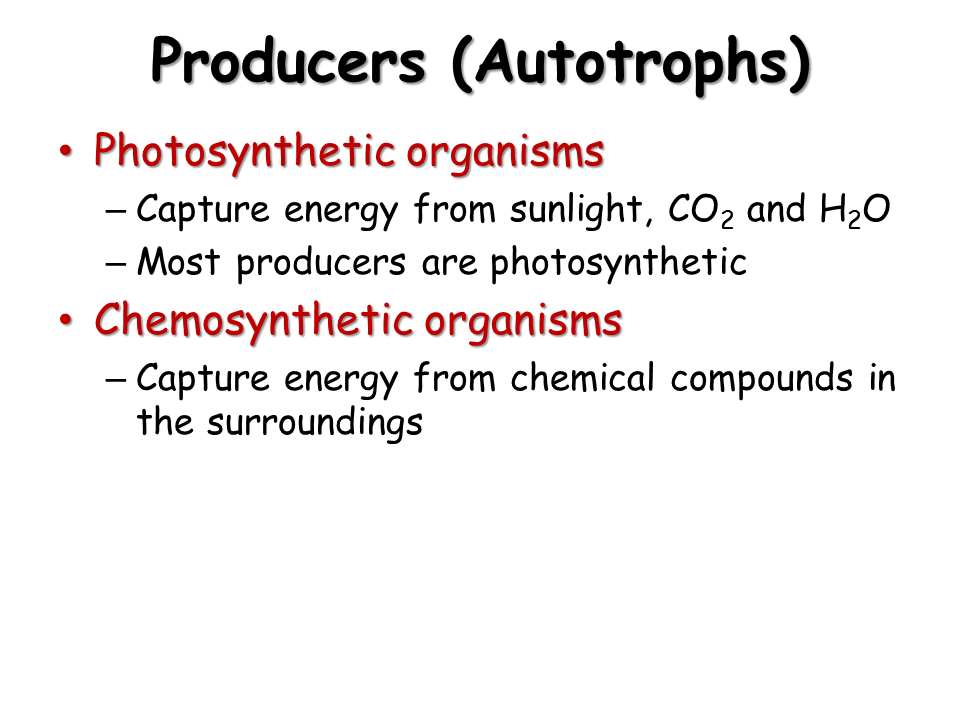 Food s. Energy Flow in Ecosystems Presentation Biology