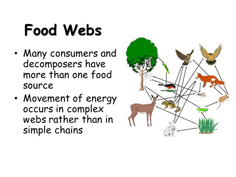 What Is The Correct Order Of Energy Movement In A Food Chain Food Ideas