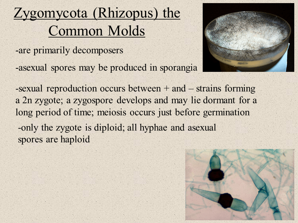 Zygomycetes Example