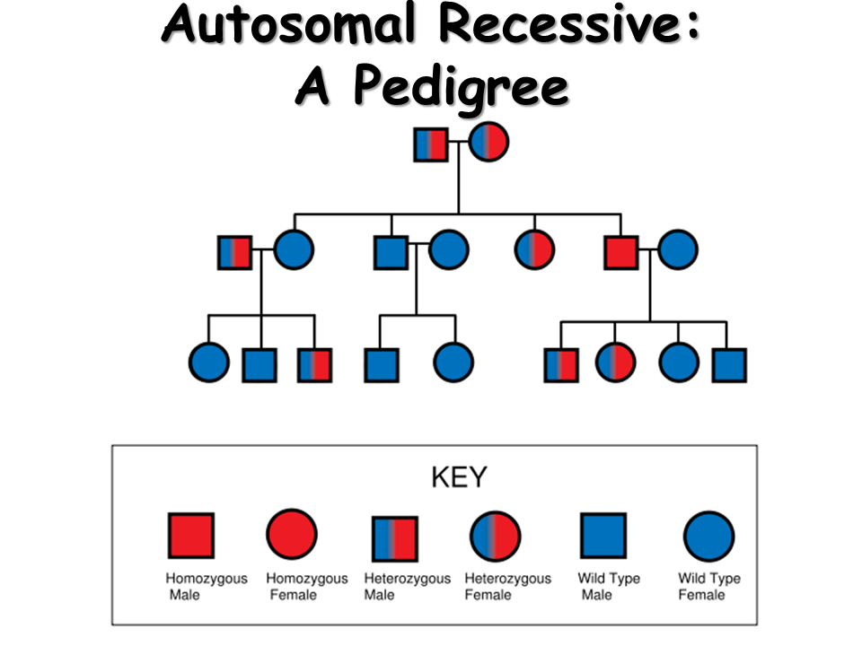 Heredity Presentation Biology