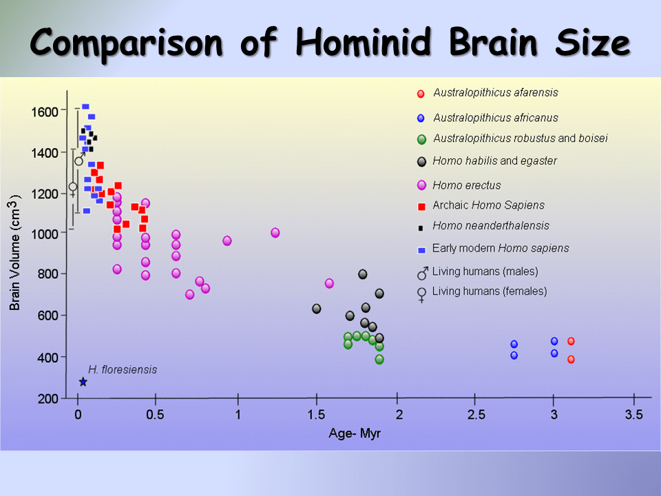 Human Evolution Presentation Biology