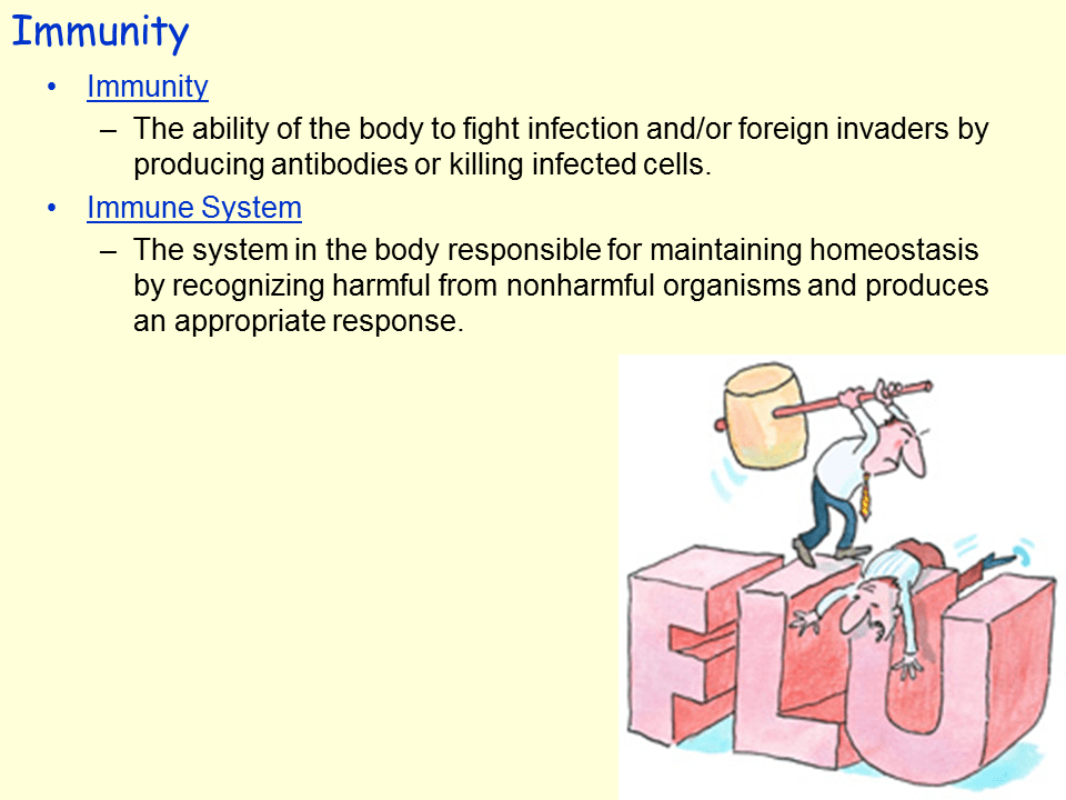 Human immune system Presentation Biology
