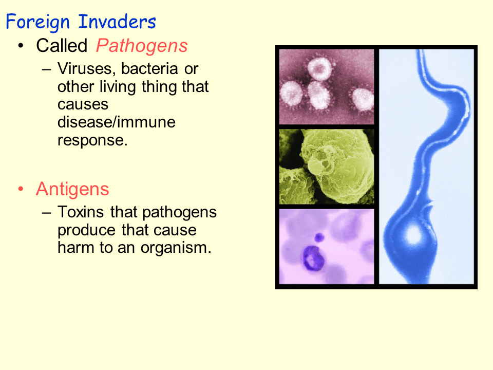 Human immune system Presentation Biology