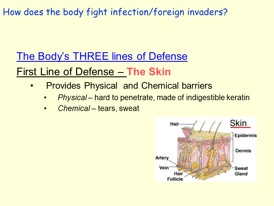 Human immune system Presentation Biology