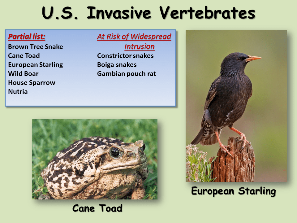 Invasive Species Presentation Biology