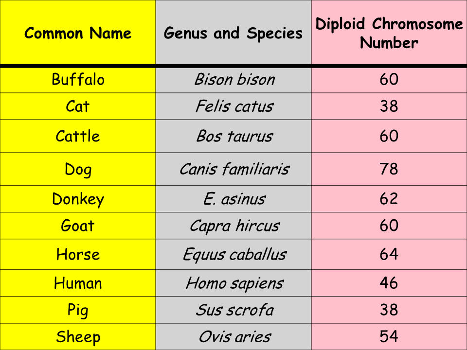 Karyotypes Presentation Biology