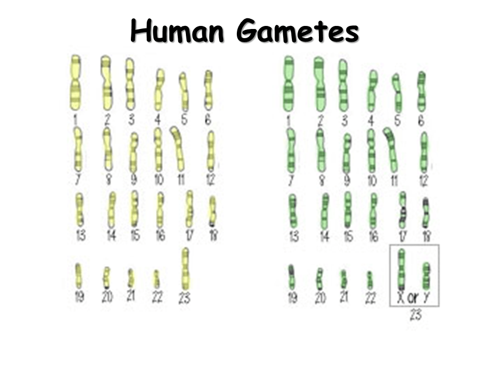 Karyotypes Presentation Biology