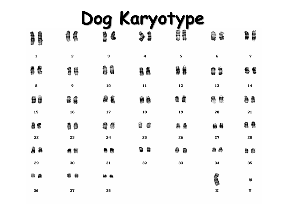 Karyotypes Presentation Biology