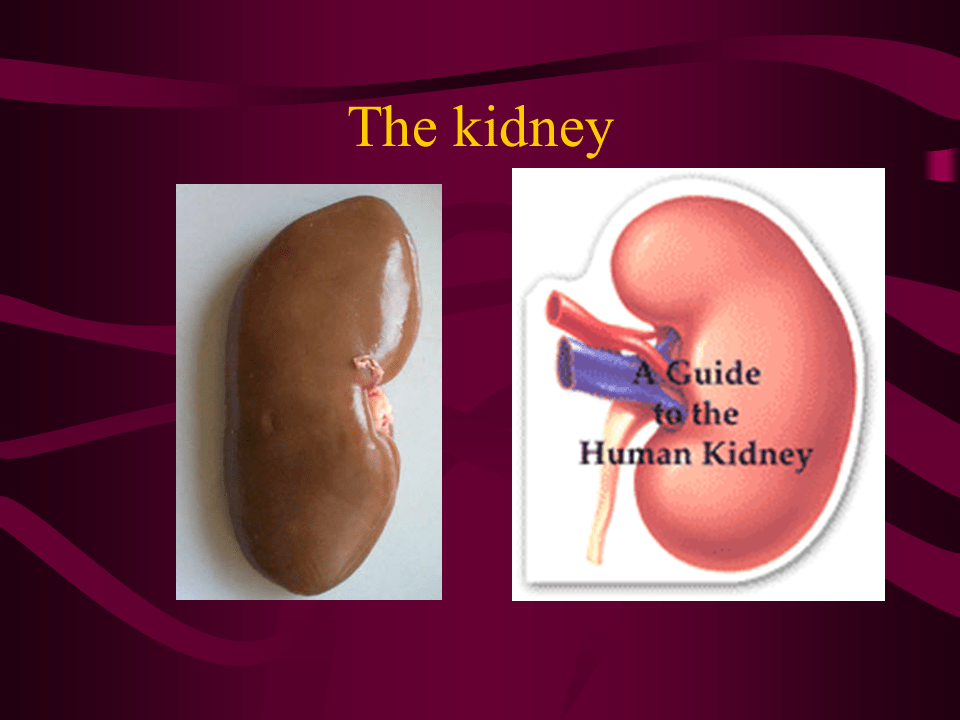 Kidney Presentation Biology