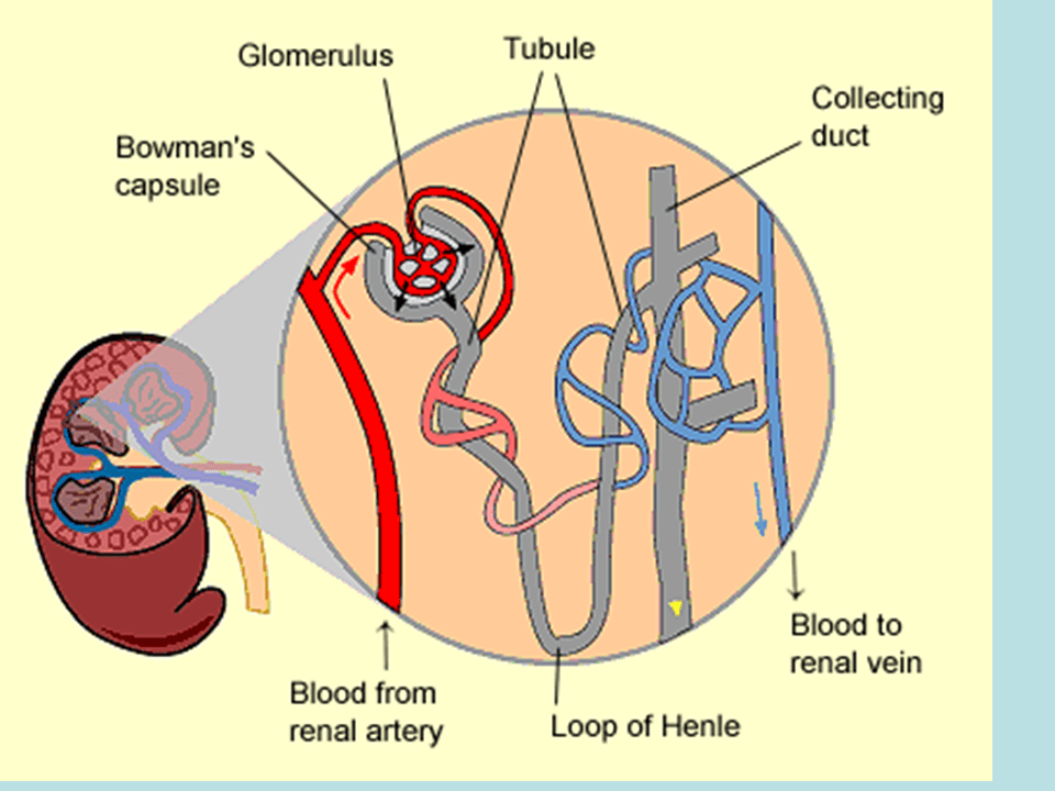 Kidneys Presentation Biology