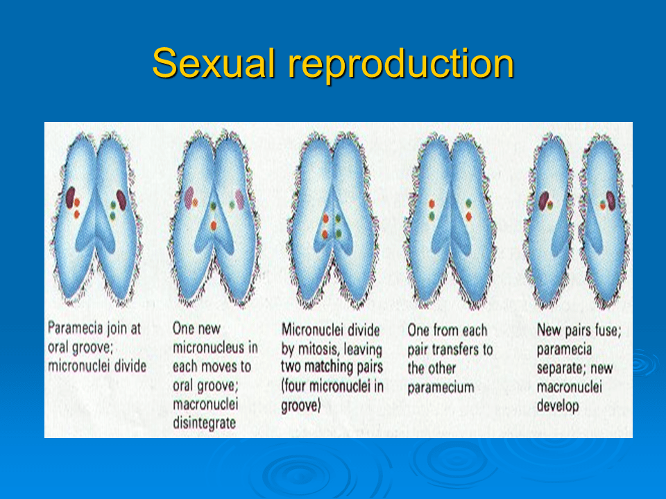 Kingdom Protista part I Presentation Biology