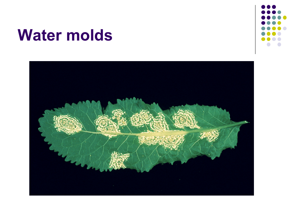 Phylum Dinoflagellata