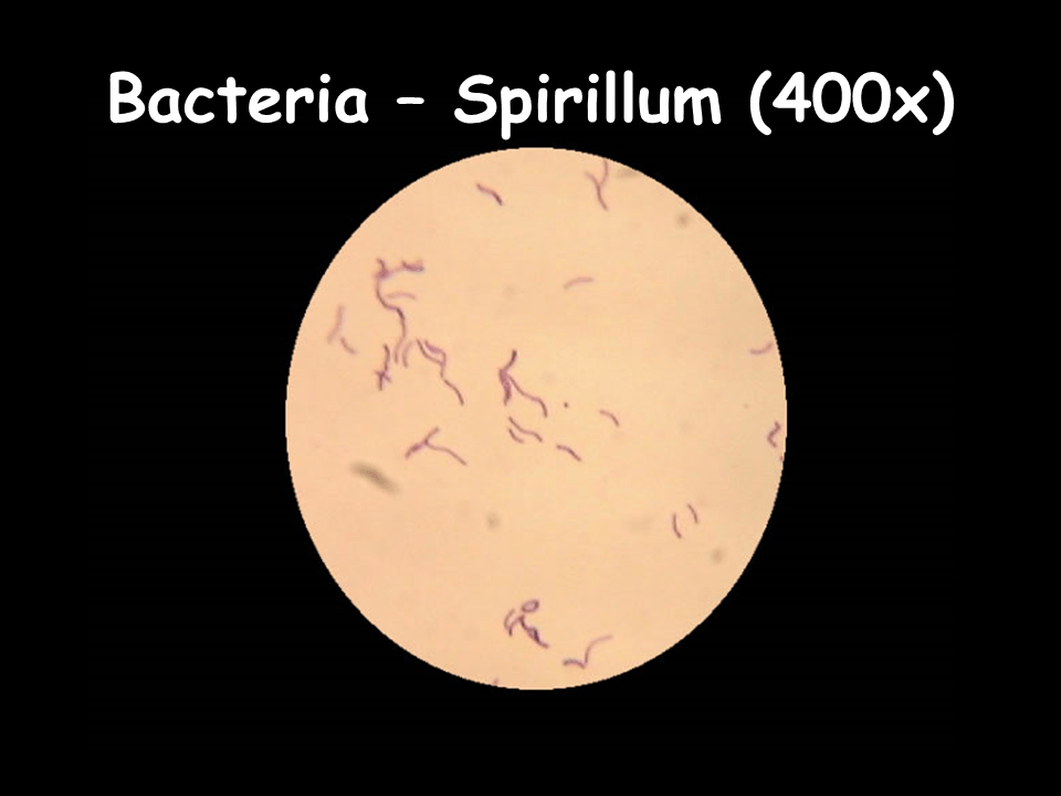 Lab Slides. Cell Types Presentation Biology
