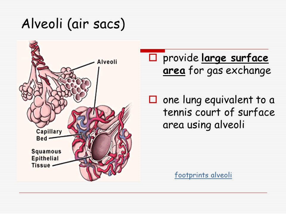 Lungs Presentation Biology