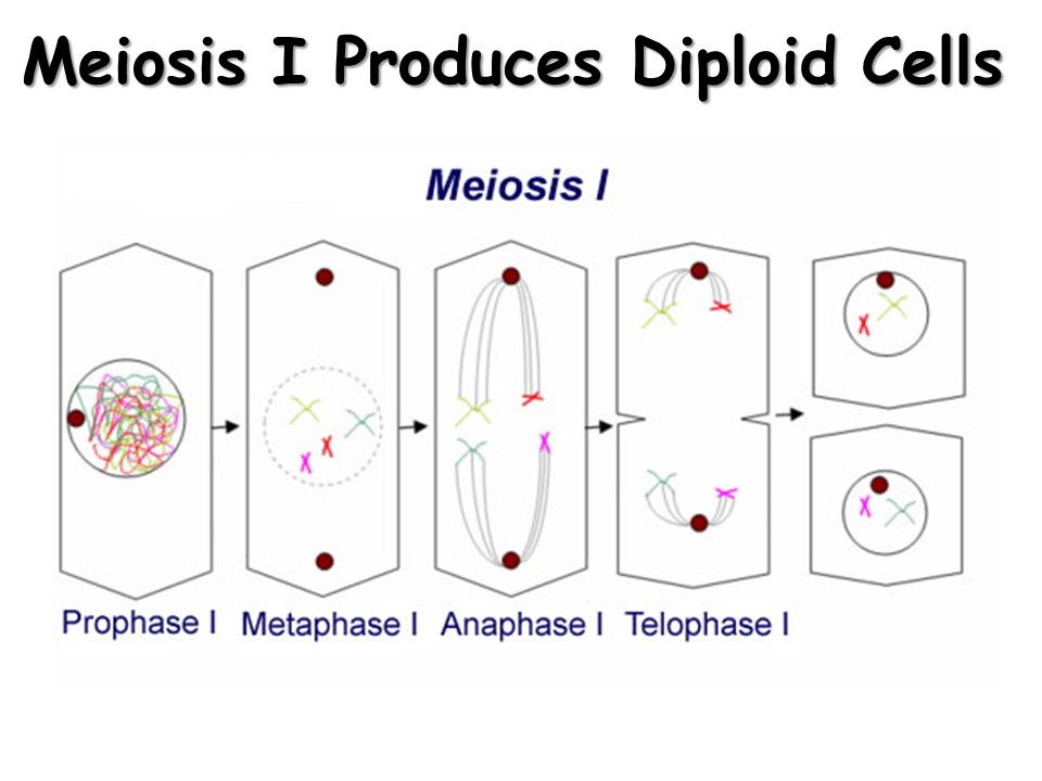 Meiosis Gamete Formation Presentation Biology