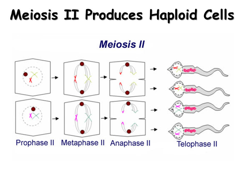 Meiosis Gamete Formation Presentation Biology