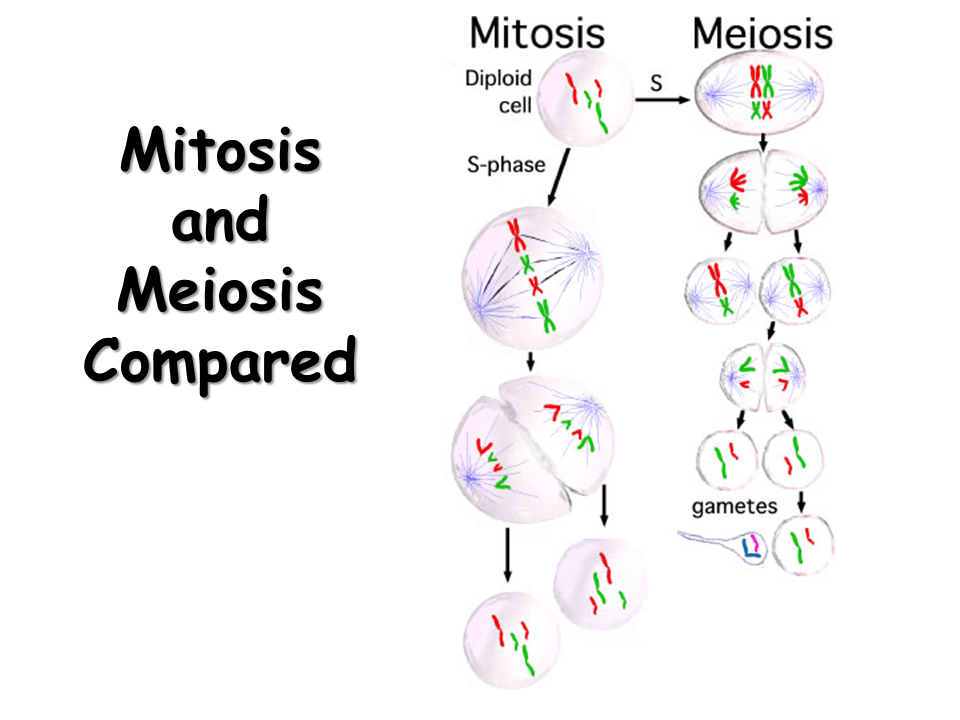 Meiosis Gamete Formation Presentation Biology