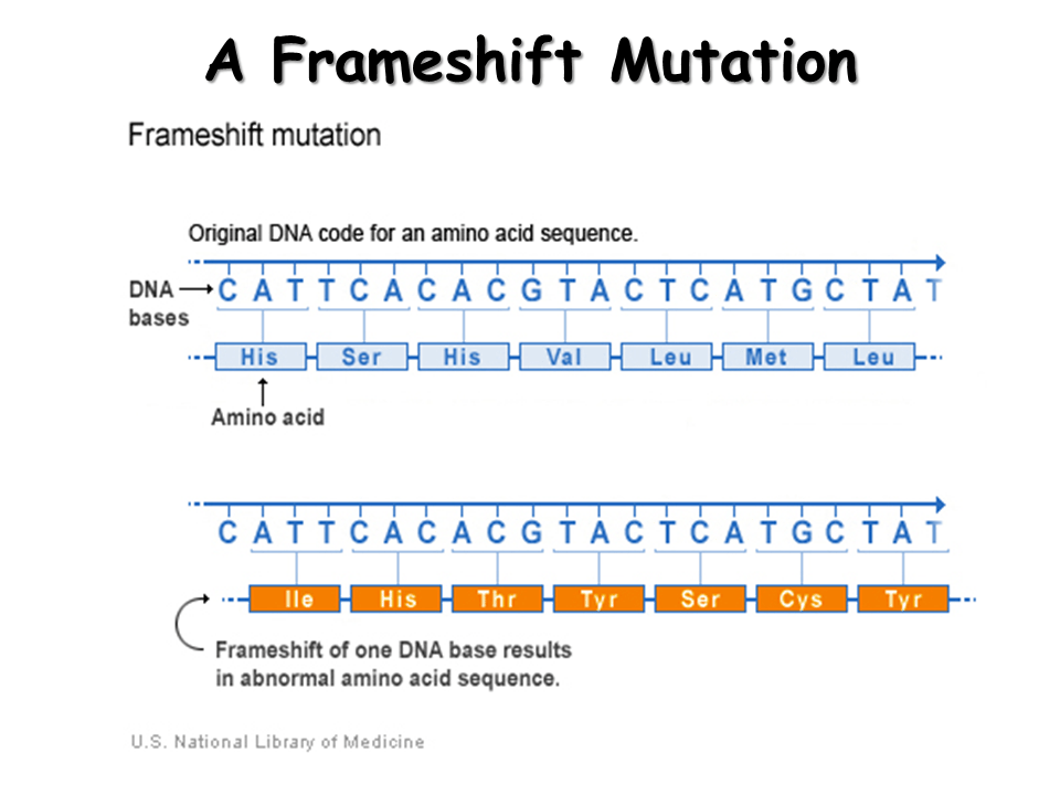Base Substitution Mutations And Frameshift Mutations Masteringbiology