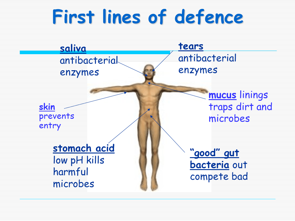 Our Immune System Presentation Biology
