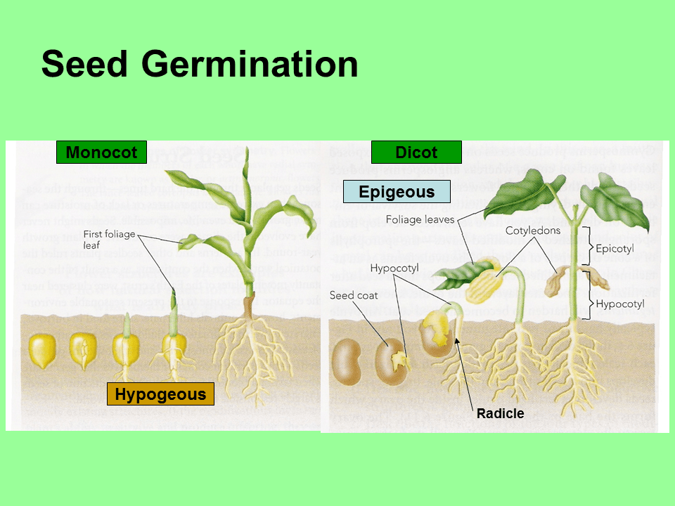 Seed Germination