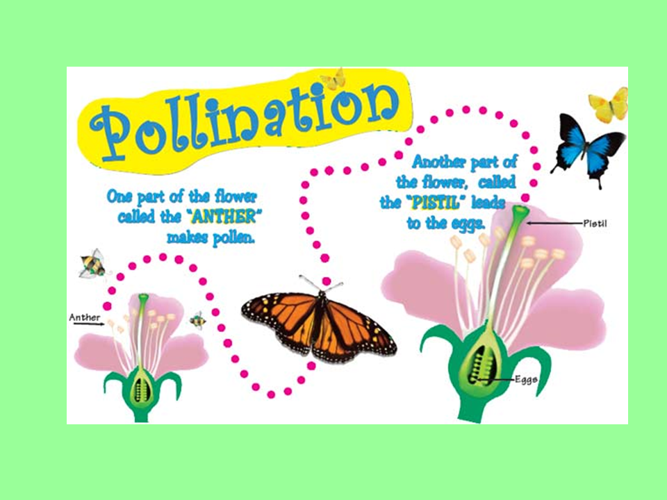 Reproduction in Flowering Plants Presentation Biology