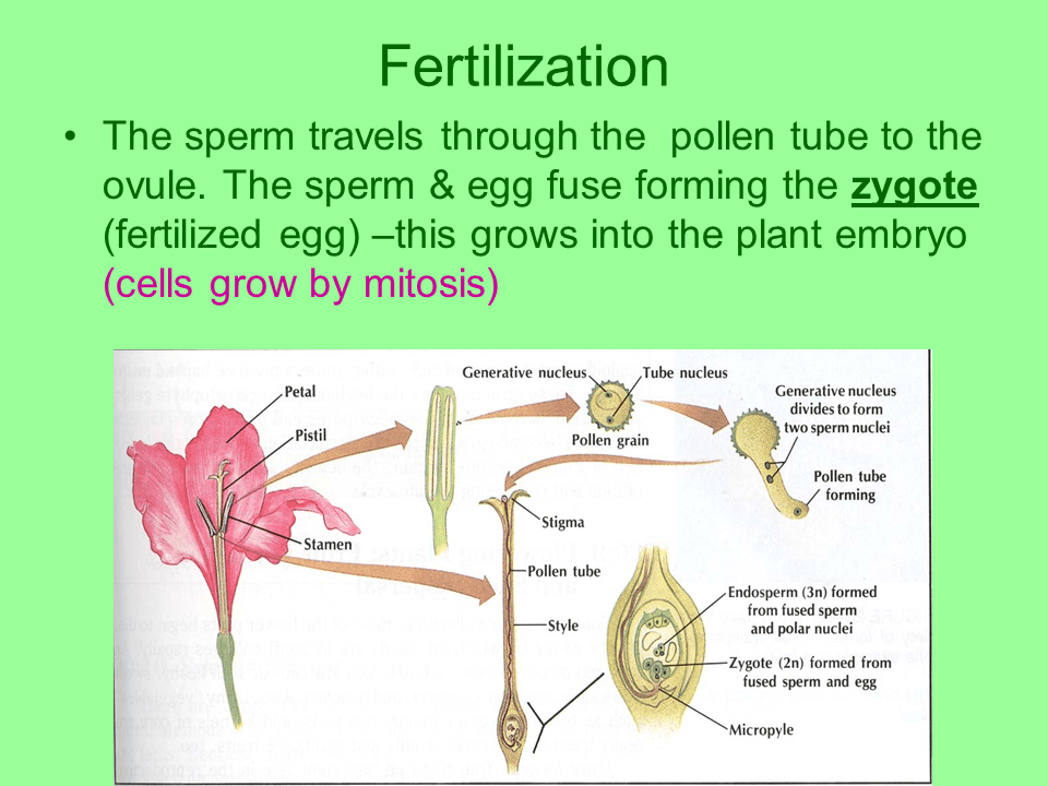 Reproduction in Flowering Plants Presentation Biology