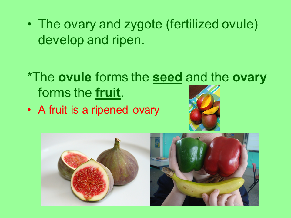 Reproduction in Flowering Plants Presentation Biology