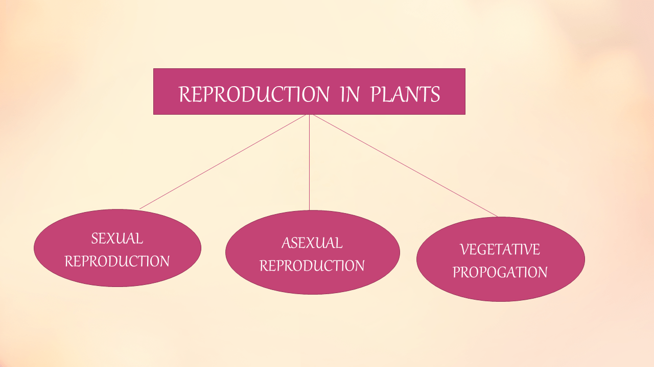 Reproduction in plants Presentation Biology