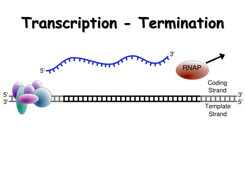 RNA. Structure, Transcription and Editing Presentation Biology