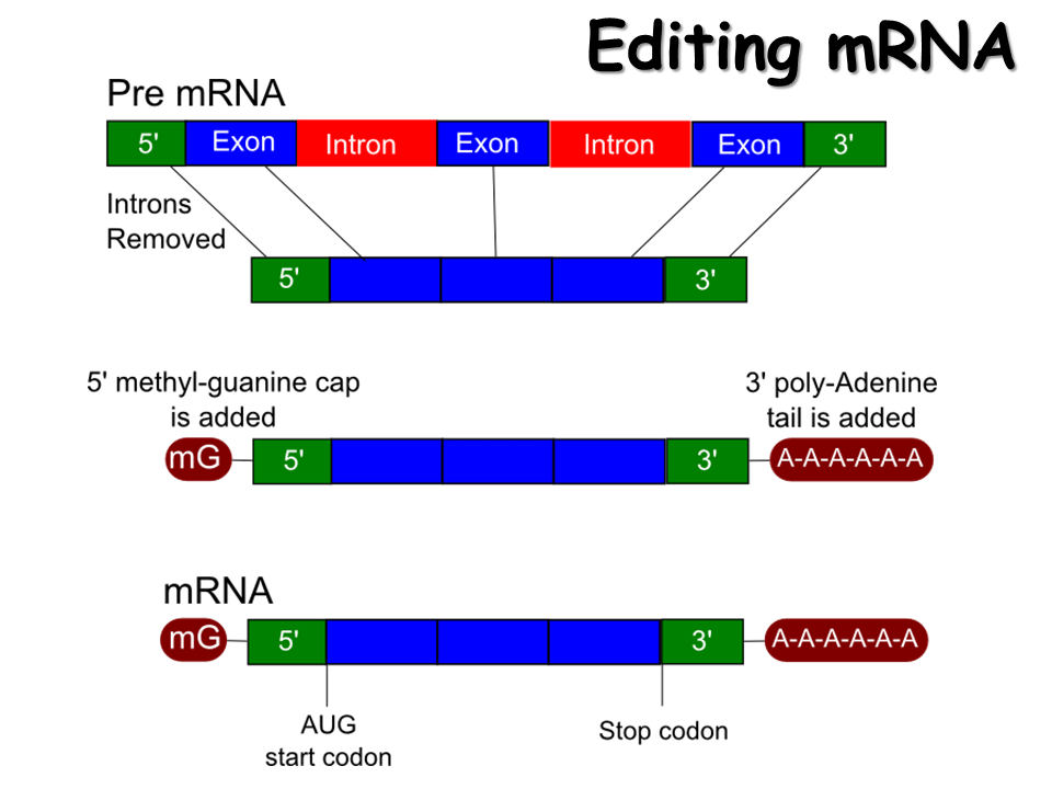 RNA. Structure, Transcription and Editing Presentation Biology