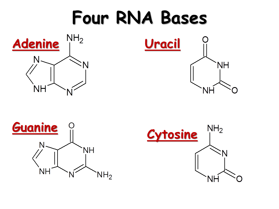 RNA. Structure, Transcription and Editing Presentation Biology