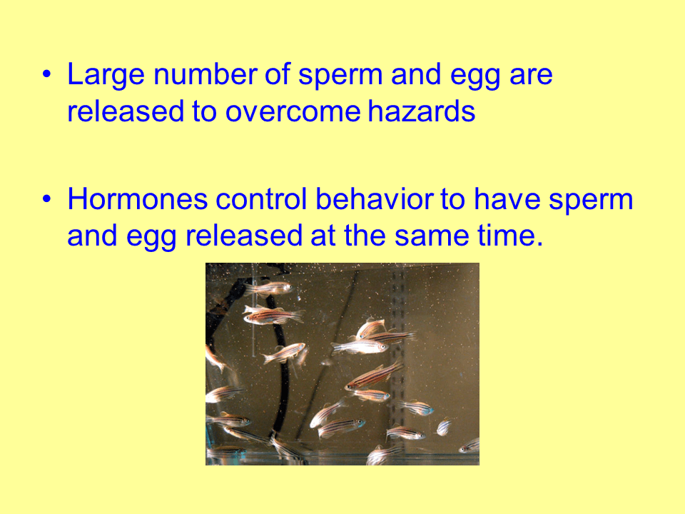 Sexual Reproduction in Animals Presentation Biology