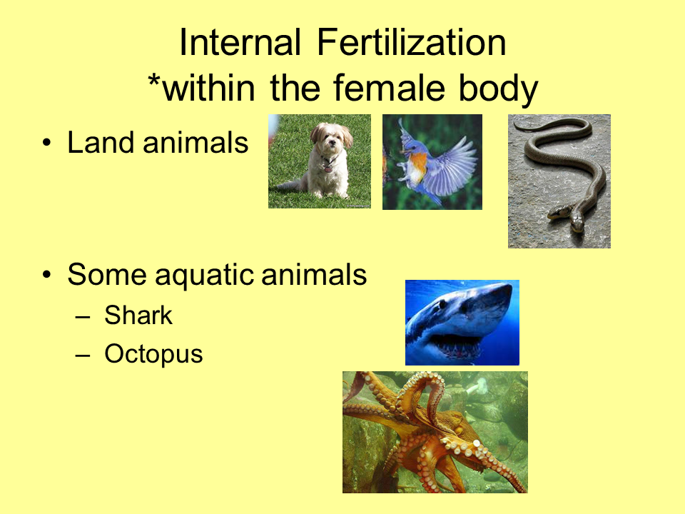 Sexual Reproduction in Animals Presentation Biology