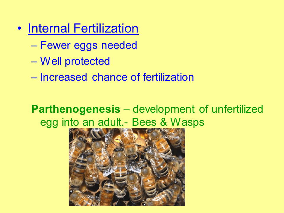 Sexual Reproduction in Animals Presentation Biology