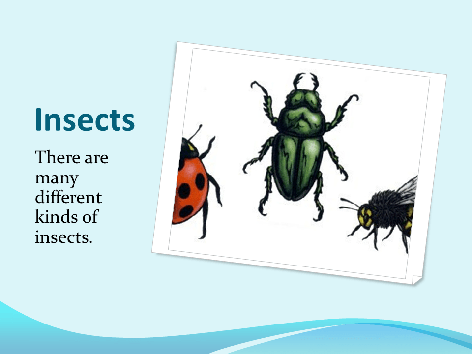 Spiders and Insects Presentation Biology